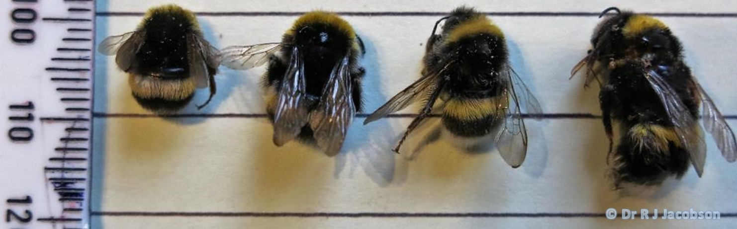 a group of bees